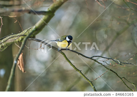 one greathungry great tit in the winter tit on a tree at a cold and sunny winter day 84663165