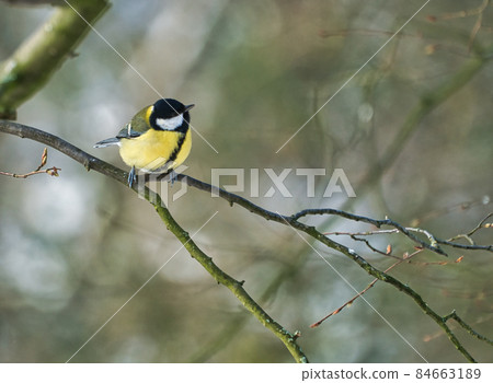 one greathungry great tit in the winter tit on a tree at a cold and sunny winter day one greathungry great tit in the winter tit on a tree at a cold and sunny winter day 84663189