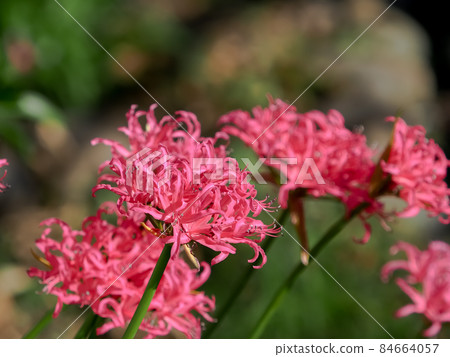 Nerine 84664057
