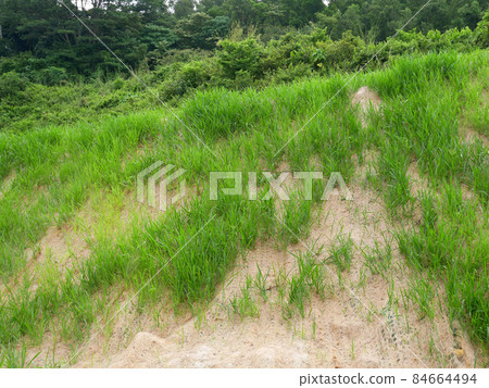 Permanent slope protection with grass using the hydroseed method. The grass is used to stabilize the slope structure and prevent slope erosion. Effective and less maintenance.  84664494