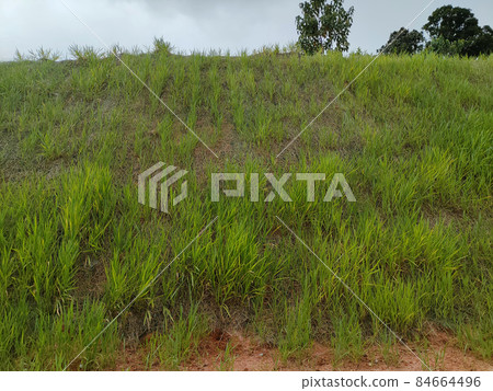 Permanent slope protection with grass using the hydroseed method. The grass is used to stabilize the slope structure and prevent slope erosion. Effective and less maintenance.  84664496