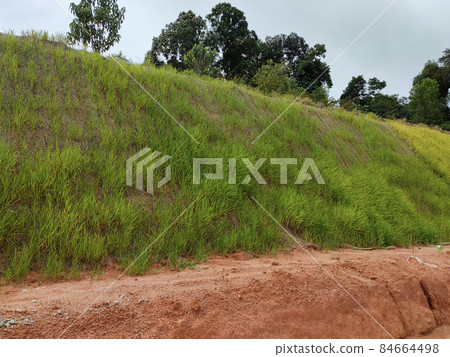 Permanent slope protection with grass using the hydroseed method. The grass is used to stabilize the slope structure and prevent slope erosion. Effective and less maintenance.  84664498