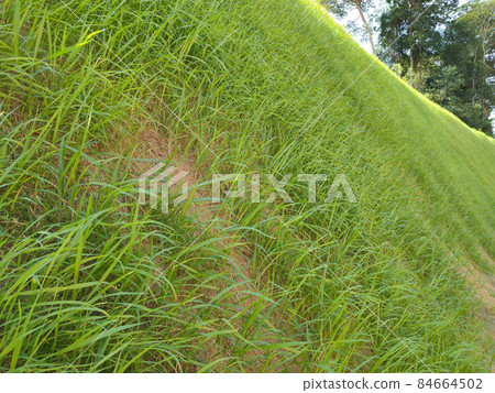 Permanent slope protection with grass using the hydroseed method. The grass is used to stabilize the slope structure and prevent slope erosion. Effective and less maintenance.  84664502