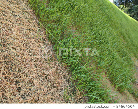 Permanent slope protection with grass using the hydroseed method. The grass is used to stabilize the slope structure and prevent slope erosion. Effective and less maintenance.  84664504