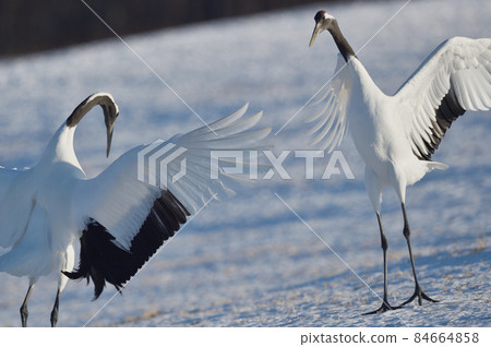 日本鶴舞（鶴居，北海道） 84664858