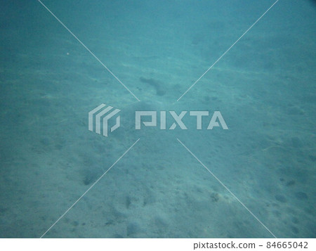 Underwater world on Moorea 84665042