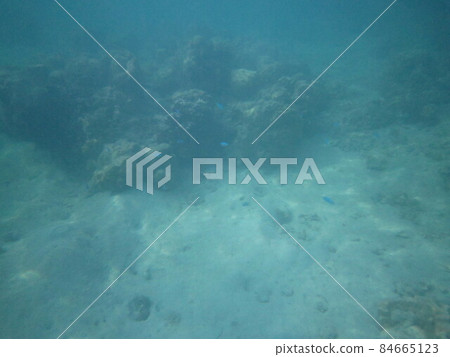 莫雷阿島生物 莫雷阿島生物 84665123
