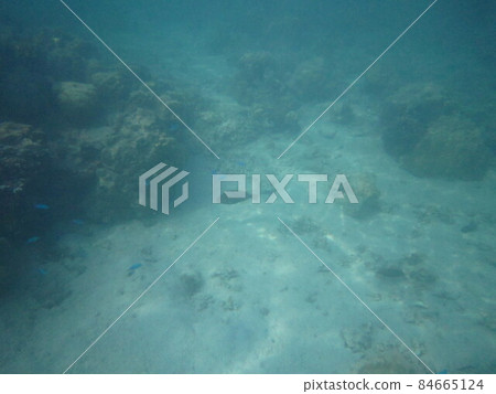 莫雷阿島生物 莫雷阿島生物 84665124