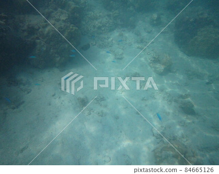 莫雷阿島生物 莫雷阿島生物 84665126