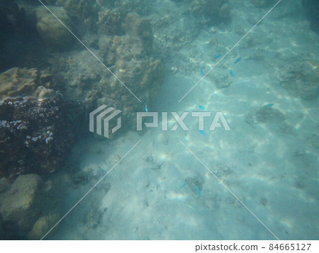 莫雷阿島生物 84665127