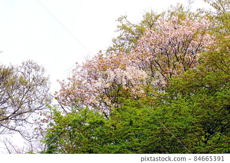 [Tokyo] Spring Meiji Jingu Treasure Hall Square in full bloom, contrast between cherry blossoms and greenery 84665391