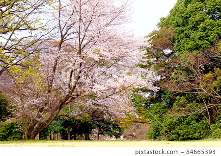 [Tokyo] Spring Meiji Jingu Treasure Hall Square in full bloom, contrast between cherry blossoms and greenery 84665393