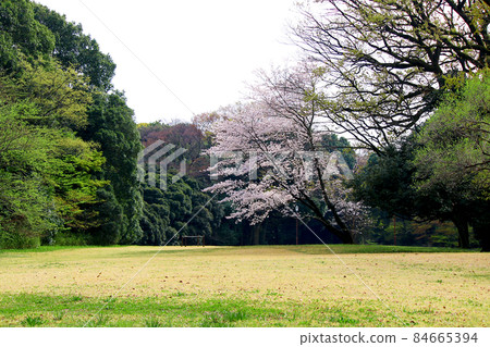[Tokyo] Spring Meiji Jingu Treasure Hall Square in full bloom, contrast between cherry blossoms and greenery 84665394