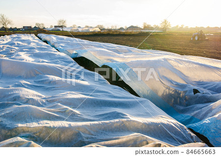 Leek plantation covered with white spunbond fiber on a farm field. Protection of the unharvested crop from night frosts and cold weather. Greenhouse effect over large areas of harvest. White covering 84665663