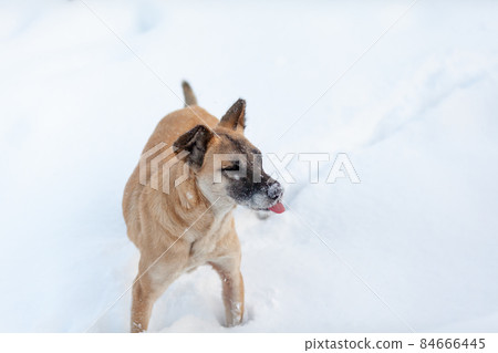 A cheerful and kind dog walks in the park in winter, plays in the snow. A cheerful and kind dog walks in the park in winter, plays in the snow. 84666445