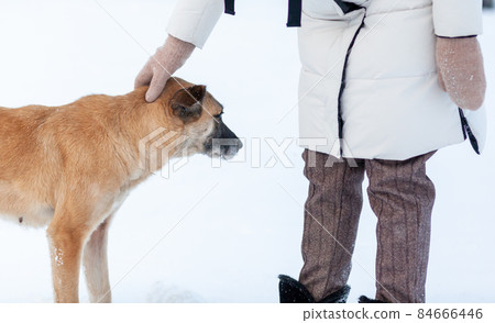 A cheerful and kind dog walks in the park in winter, plays in the snow. A woman strokes and plays with a brown and white dog in a city park in winter. 84666446