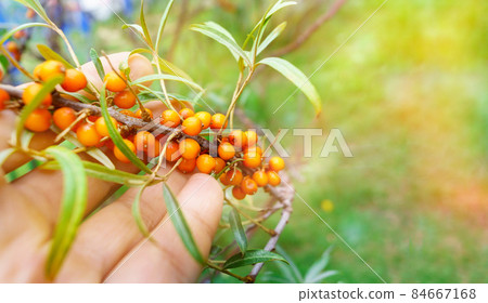 Sea buckthorn. The use of juices, compotes, wines, sea buckthorn oil. This oil is used in medicine and cosmetology. Copy space Sea buckthorn. The use of juices, compotes, wines, sea buckthorn oil. This oil is used in medicine and cosmetology. Copy space 84667168