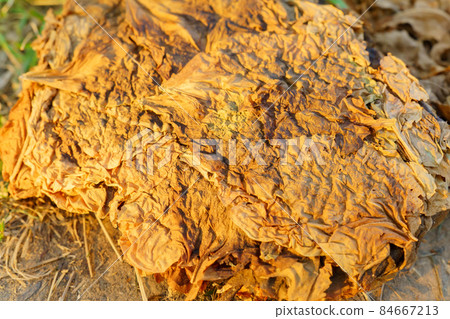 Dry tobacco leaves close-up. Background texture. Tobacco cultivation for cigarettes and cigars 84667213