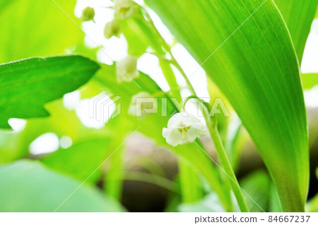 A close-up of a small white lily of the valley flower that grows naturally as seen from below 84667237
