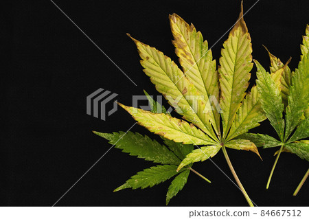 copy space background of of incomplete marijuana leaves and sick with characteristics edge of the leaf that burns or rust 84667512
