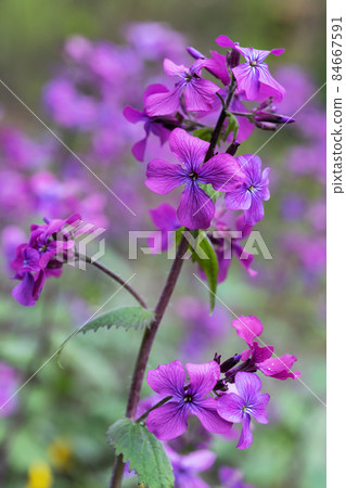 Lunaria Annua Honesty Flowers 84667591