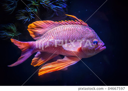 Swallowtail Sea Perch Marine Goldfish Swallowtail Sea Perch Marine Goldfish 84667597