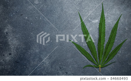 Cannabis marijuana leaves on a dark background. Medical marijuana hemp and products with cannabidiol CBD 84668493