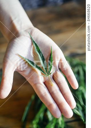 Cannabis marijuana leaves in female hands. Medical marijuana hemp and products with cannabidiol CBD Cannabis marijuana leaves in female hands. Medical marijuana hemp and products with cannabidiol CBD 84668620