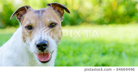 Headshot of Jack Russell Terrier pet dog outdoors. Panoramic background for header. 84669496