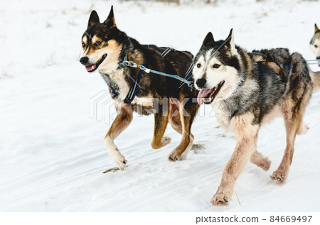 Leader of pack sled Husky dogs happy to run by snow path Leader of pack sled Husky dogs happy to run by snow path 84669497