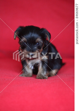 Amazing puppy of Yorkshire Terrier Amazing puppy of Yorkshire Terrier 84669677