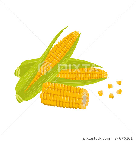 Set of corn cobs with leaves and grains. Summer and autumn harvest, delicious food. Vitamin source Set of corn cobs with leaves and grains. Summer and autumn harvest, delicious food. Vitamin source 84670161