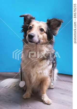 Gray dog with a stethoscope around his neck 84670235