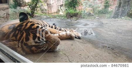 賀年片材質:虎,虎年生肖 賀年片材質:虎,虎年生肖 84670981