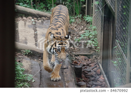 New Year's card material: Tiger, an animal of the zodiac of the tiger year 84670992