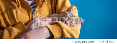 Cute ginger kitten sleeps in hands 84671708