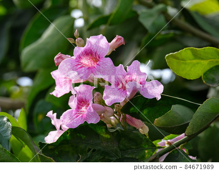Pink flowers of Podranea ricasoliana 84671989