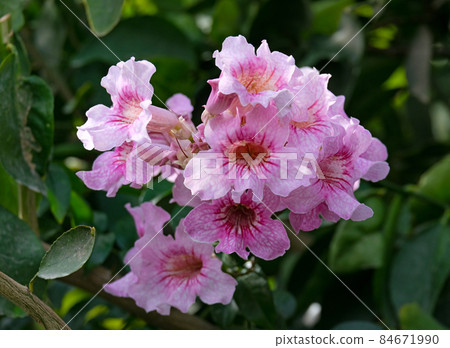 Pink flowers of Podranea ricasoliana 84671990