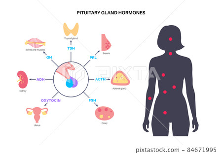 Pituitary gland hormones 84671995