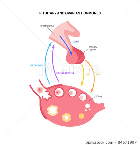 Female reproductive hormones 84671997