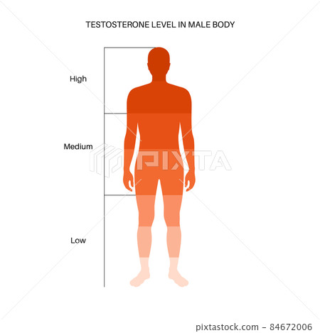 Testosterone level chart - Stock Illustration [84672006] - PIXTA