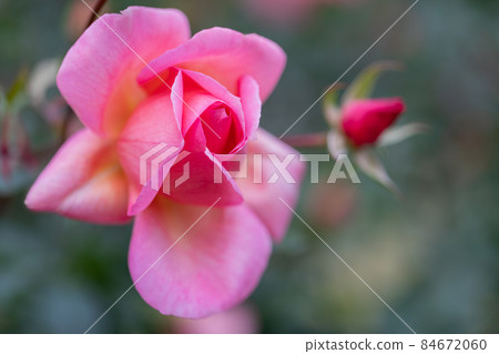 Rose picture book 84672060