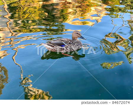 Mallard duck swimming on a pond with clear wate 84672074