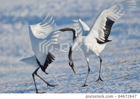 起重機的跳舞(北海道,Tsurui) 起重機的跳舞(北海道,Tsurui) 84672647