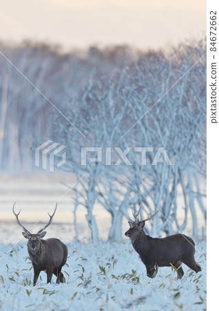 Snow accretion trees and herds of sika deer (Hokkaido) 84672662