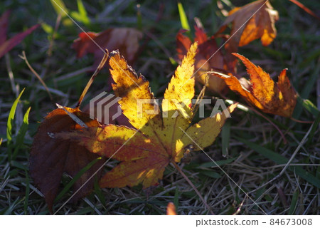 The fallen leaves shine The fallen leaves shine 84673008