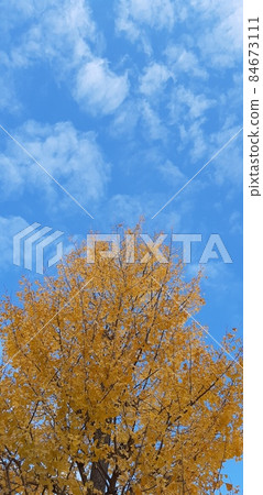 Blue sky, clouds and ginkgo trees Blue sky, clouds and ginkgo trees 84673111