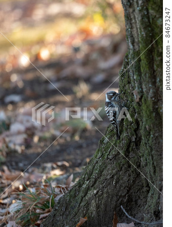 Willow tit in the winter forest Willow tit in the winter forest 84673247