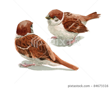 Two analog watercolor sparrows Two analog watercolor sparrows 84673316