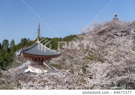 奈良坪坂寺的春天 84673377